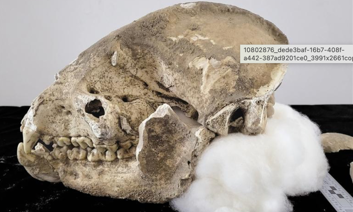 Photo: Shaanxi Daily Photo: Shaanxi Daily