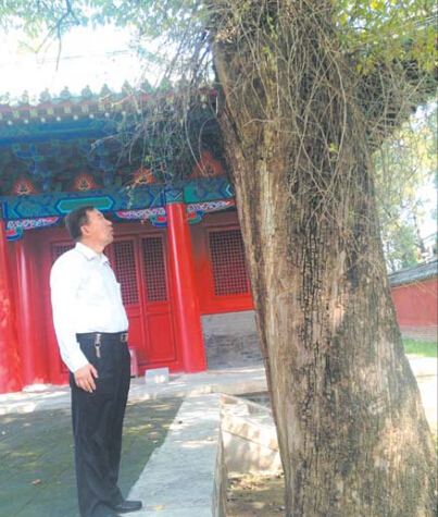 颜子第79代嫡长孙颜秉刚望着颜庙的古树，向记者介绍颜庙的历史。